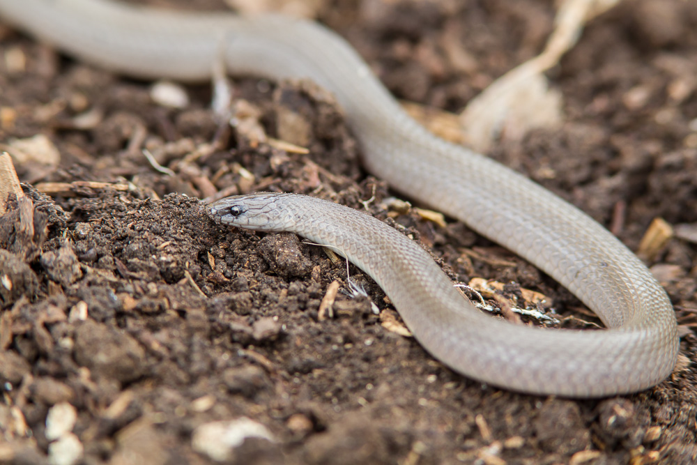 Rough Earth Snake (Virginia striatula)